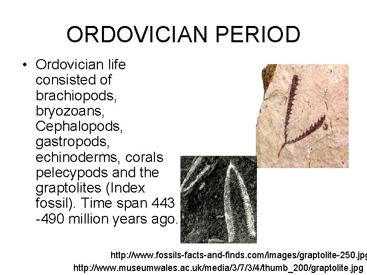 ORDOVICIAN PERIOD • Ordovician life consisted of brachiopods, bryozoans, Cephalopods, gastropods, echinoderms, corals pelecypods