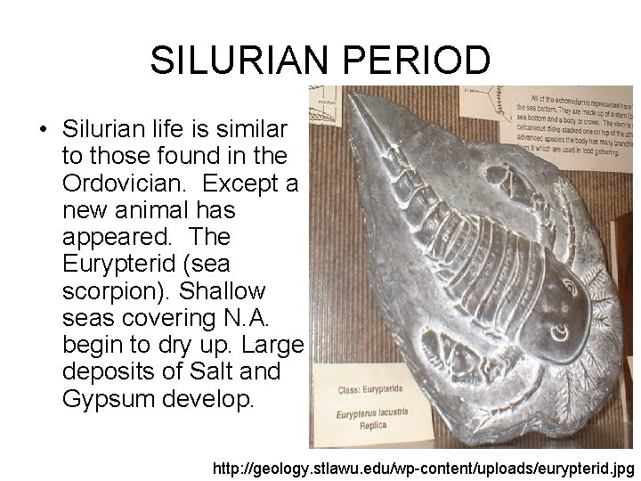 SILURIAN PERIOD • Silurian life is similar to those found in the Ordovician. Except