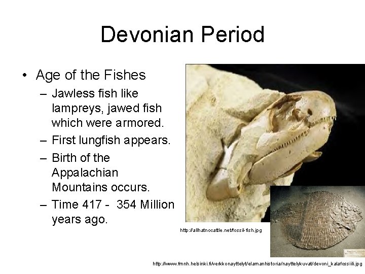Devonian Period • Age of the Fishes – Jawless fish like lampreys, jawed fish