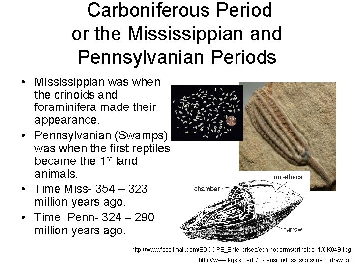  Carboniferous Period or the Mississippian and Pennsylvanian Periods • Mississippian was when the