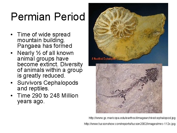 Permian Period • Time of wide spread mountain building. Pangaea has formed • Nearly