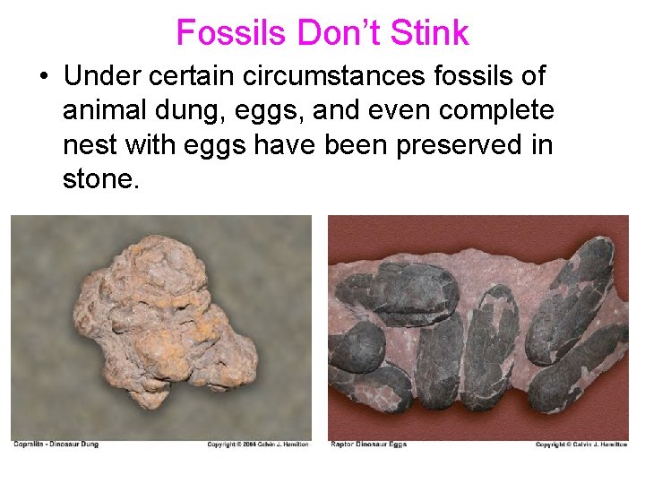 Fossils Don’t Stink • Under certain circumstances fossils of animal dung, eggs, and even