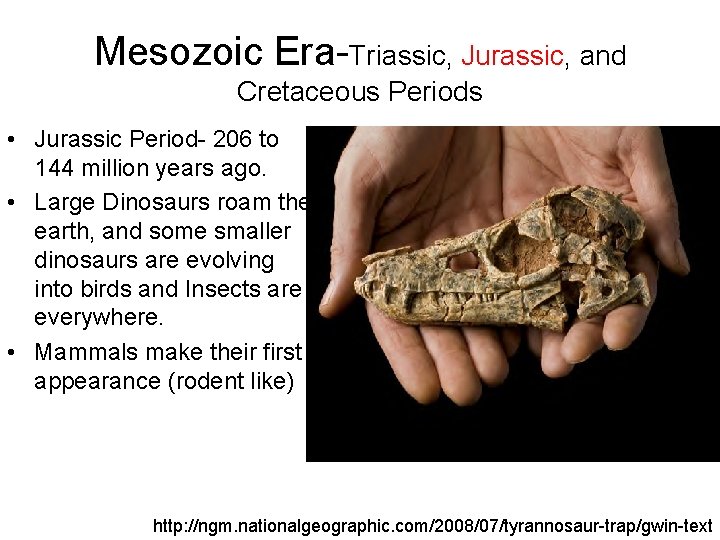 Mesozoic Era-Triassic, Jurassic, and Cretaceous Periods • Jurassic Period- 206 to 144 million years