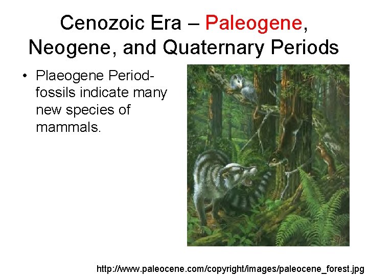 Cenozoic Era – Paleogene, Neogene, and Quaternary Periods • Plaeogene Periodfossils indicate many new