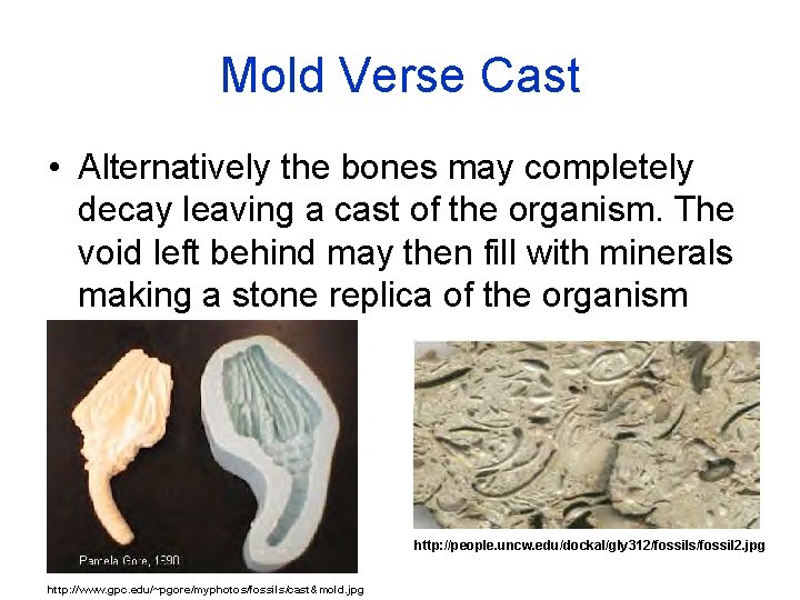 Mold Verse Cast • Alternatively the bones may completely decay leaving a cast of