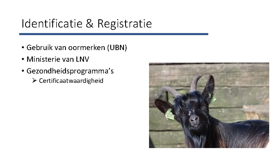 Identificatie & Registratie • Gebruik van oormerken (UBN) • Ministerie van LNV • Gezondheidsprogramma’s