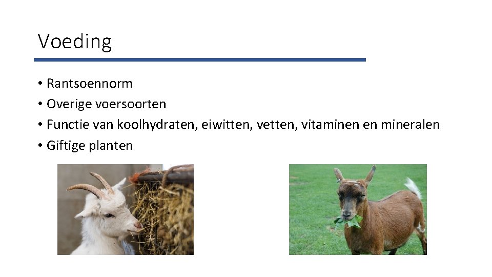 Voeding • Rantsoennorm • Overige voersoorten • Functie van koolhydraten, eiwitten, vetten, vitaminen en