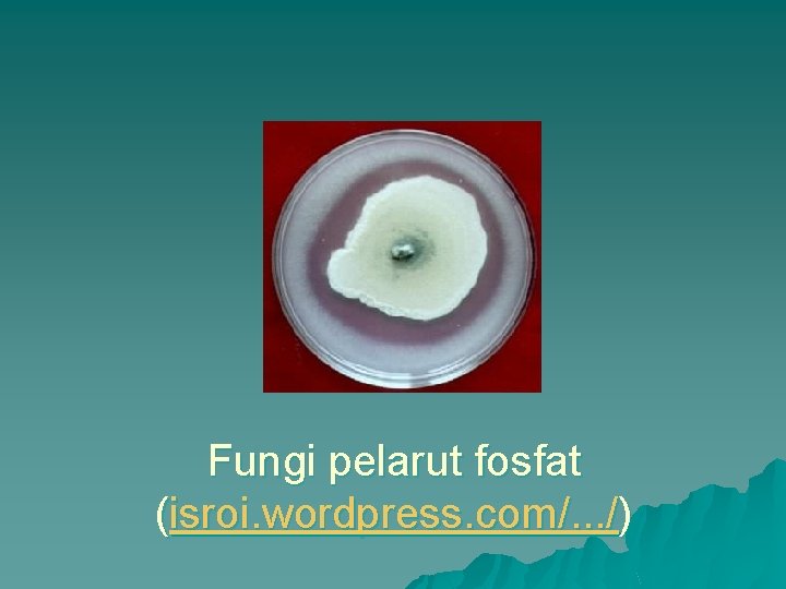 Fungi pelarut fosfat (isroi. wordpress. com/. . . /) 