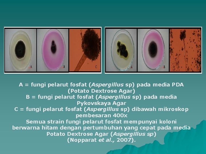 A = fungi pelarut fosfat (Aspergillus sp) pada media PDA (Potato Dextrose Agar) B