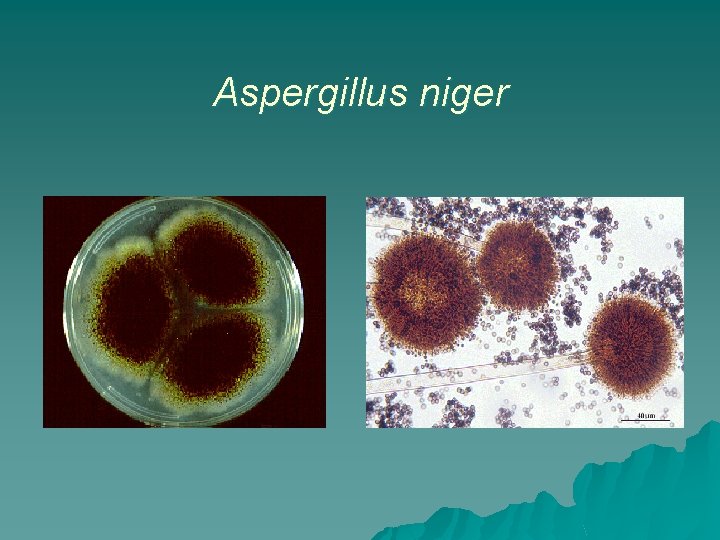 Aspergillus niger 