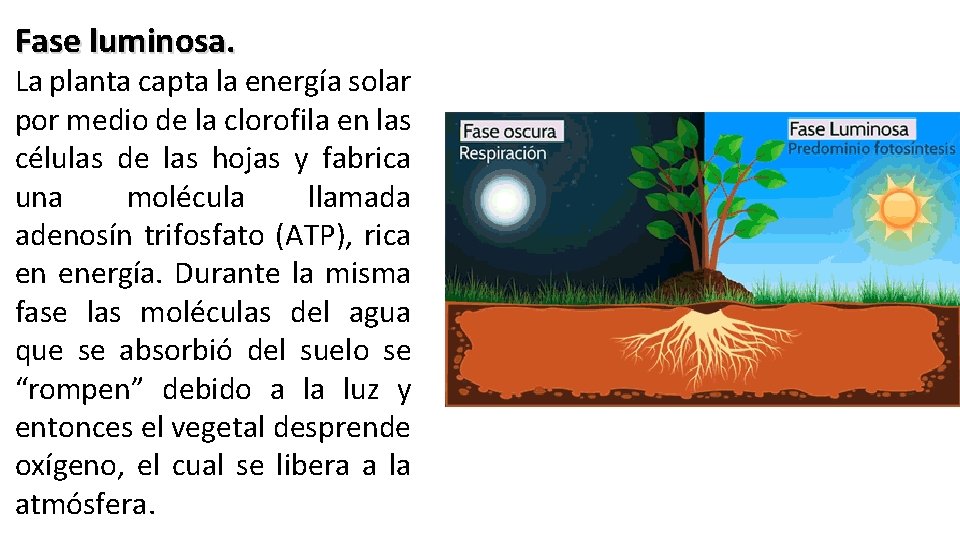 Fase luminosa. La planta capta la energía solar por medio de la clorofila en