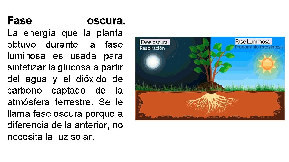 Fase oscura. La energía que la planta obtuvo durante la fase luminosa es usada