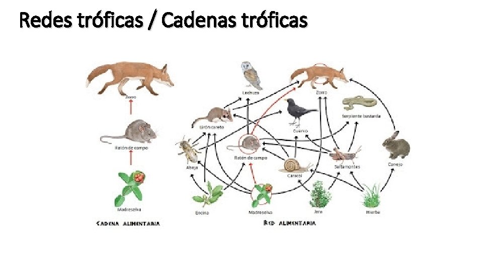 Redes tróficas / Cadenas tróficas 