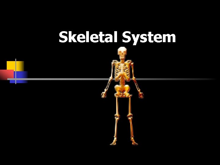 Skeletal System 