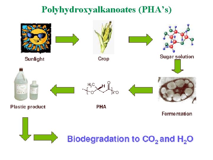 Polyhydroxyalkanoates (PHA’s) 