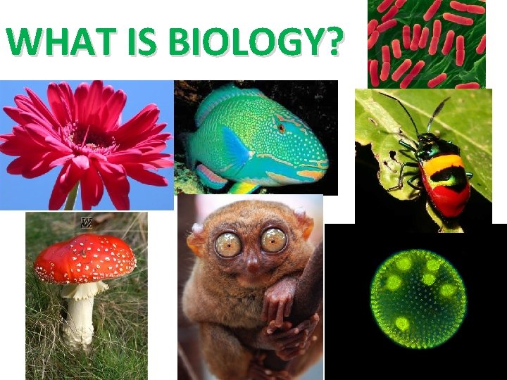 WHAT IS BIOLOGY? 