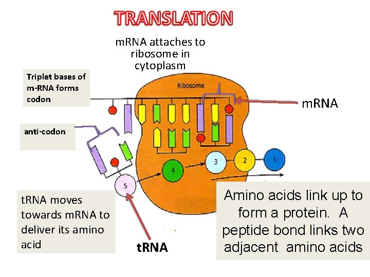 Triplet bases of m-RNA forms codon m. RNA attaches to ribosome in cytoplasm Kodon