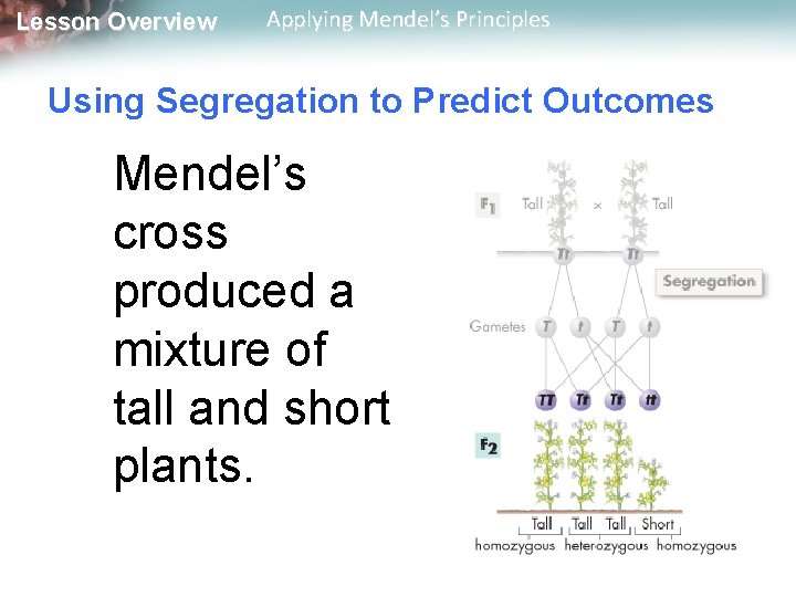 Lesson Overview Applying Mendel’s Principles Using Segregation to Predict Outcomes Mendel’s cross produced a