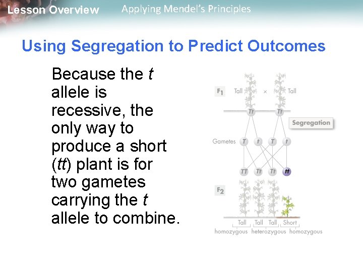 Lesson Overview Applying Mendel’s Principles Using Segregation to Predict Outcomes Because the t allele