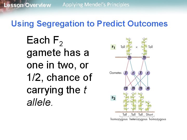 Lesson Overview Applying Mendel’s Principles Using Segregation to Predict Outcomes Each F 2 gamete