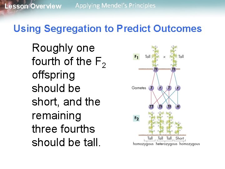 Lesson Overview Applying Mendel’s Principles Using Segregation to Predict Outcomes Roughly one fourth of