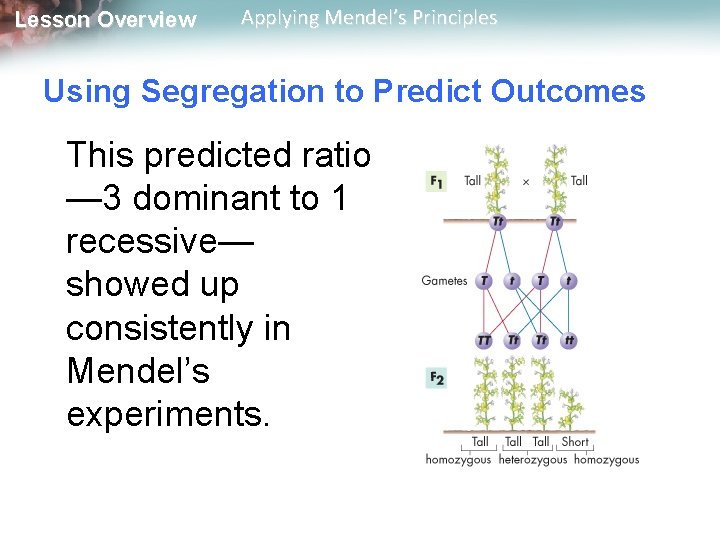 Lesson Overview Applying Mendel’s Principles Using Segregation to Predict Outcomes This predicted ratio —