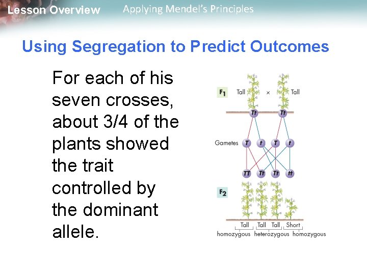 Lesson Overview Applying Mendel’s Principles Using Segregation to Predict Outcomes For each of his