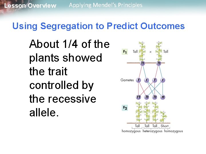 Lesson Overview Applying Mendel’s Principles Using Segregation to Predict Outcomes About 1/4 of the