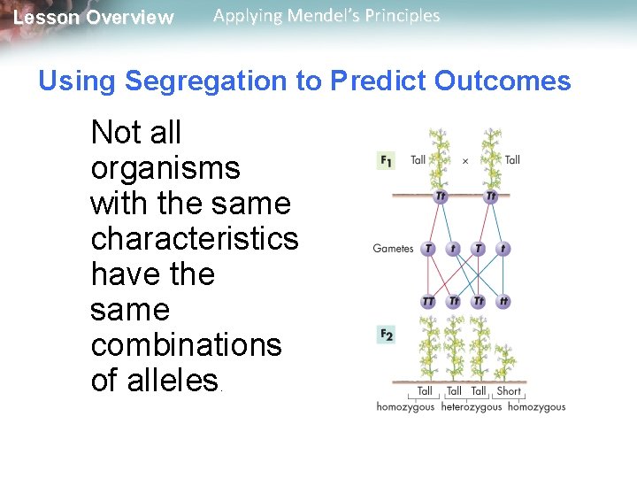 Lesson Overview Applying Mendel’s Principles Using Segregation to Predict Outcomes Not all organisms with