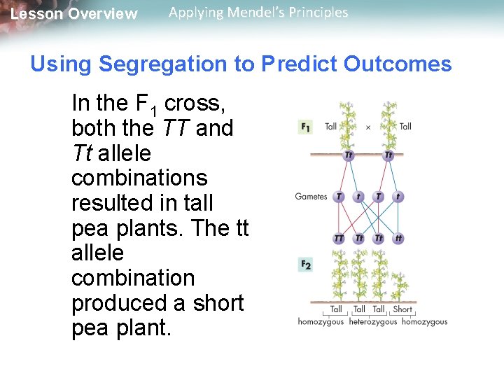 Lesson Overview Applying Mendel’s Principles Using Segregation to Predict Outcomes In the F 1