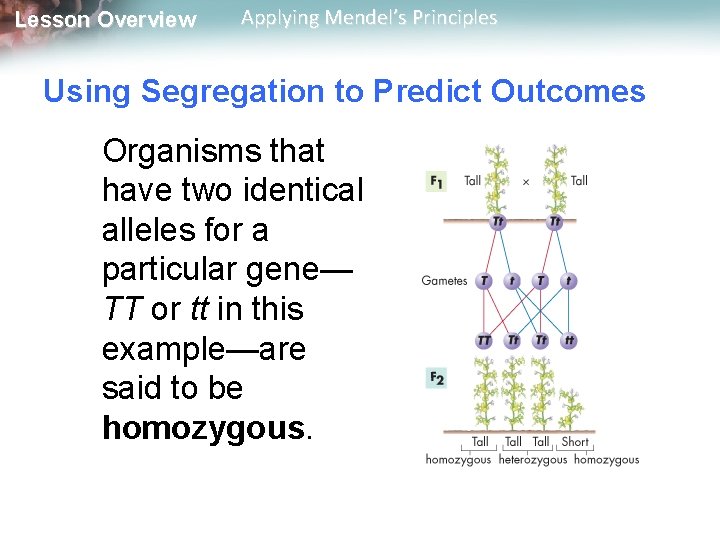 Lesson Overview Applying Mendel’s Principles Using Segregation to Predict Outcomes Organisms that have two