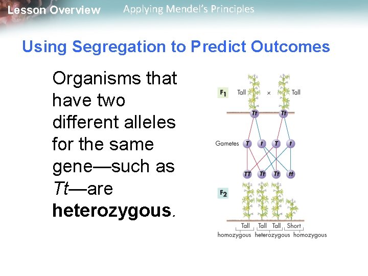 Lesson Overview Applying Mendel’s Principles Using Segregation to Predict Outcomes Organisms that have two
