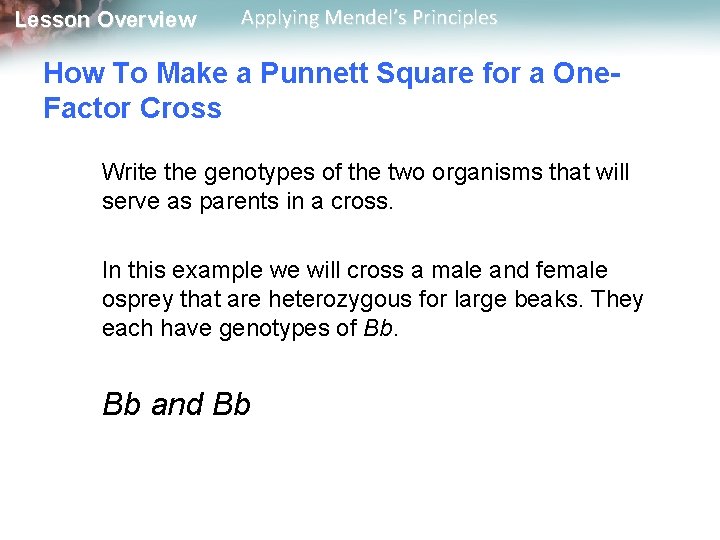 Lesson Overview Applying Mendel’s Principles How To Make a Punnett Square for a One.