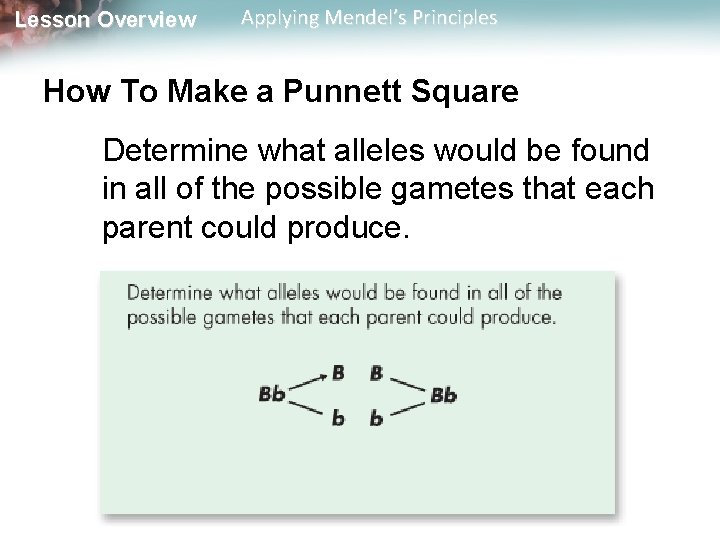 Lesson Overview Applying Mendel’s Principles How To Make a Punnett Square Determine what alleles