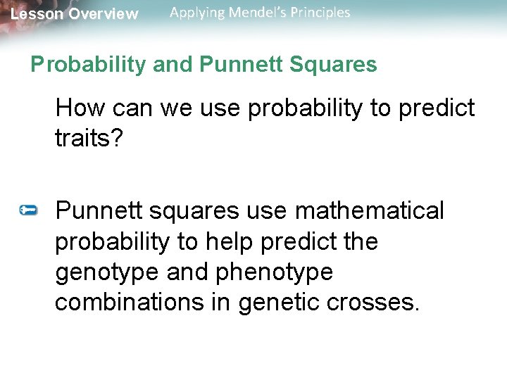 Lesson Overview Applying Mendel’s Principles Probability and Punnett Squares How can we use probability
