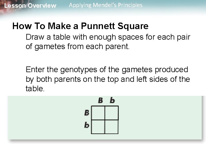 Lesson Overview Applying Mendel’s Principles How To Make a Punnett Square Draw a table