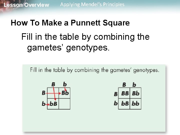 Lesson Overview Applying Mendel’s Principles How To Make a Punnett Square Fill in the