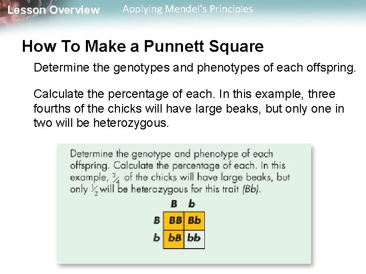 Lesson Overview Applying Mendel’s Principles How To Make a Punnett Square Determine the genotypes