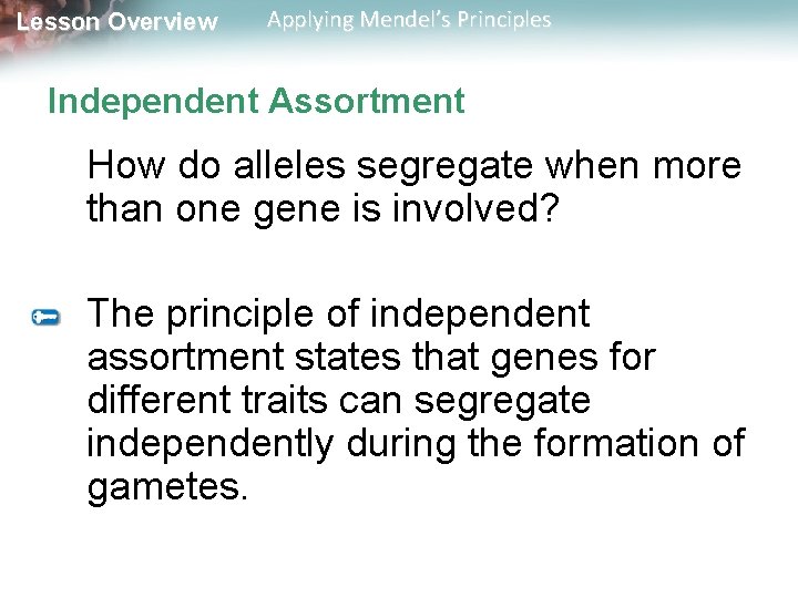Lesson Overview Applying Mendel’s Principles Independent Assortment How do alleles segregate when more than