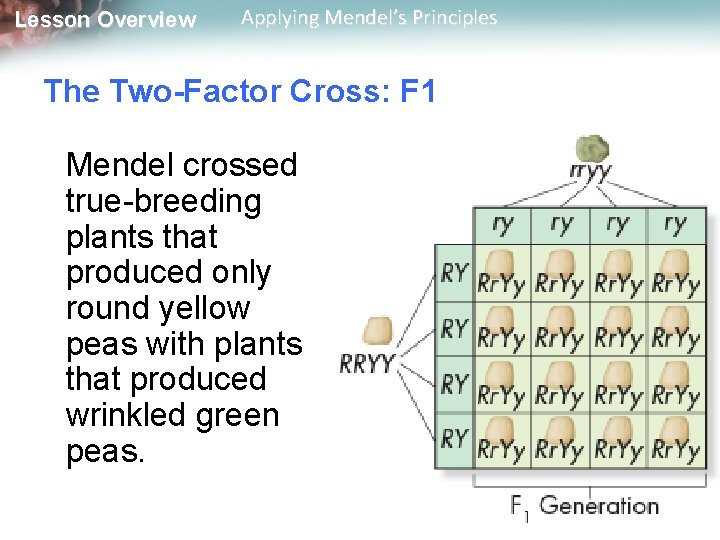 Lesson Overview Applying Mendel’s Principles The Two-Factor Cross: F 1 Mendel crossed true-breeding plants