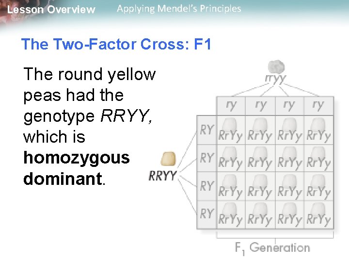 Lesson Overview Applying Mendel’s Principles The Two-Factor Cross: F 1 The round yellow peas