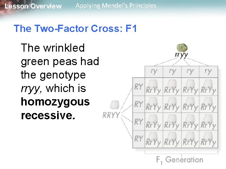 Lesson Overview Applying Mendel’s Principles The Two-Factor Cross: F 1 The wrinkled green peas