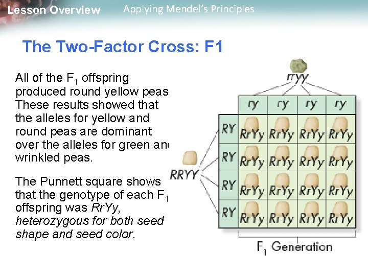 Lesson Overview Applying Mendel’s Principles The Two-Factor Cross: F 1 All of the F