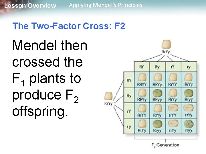 Lesson Overview Applying Mendel’s Principles The Two-Factor Cross: F 2 Mendel then crossed the