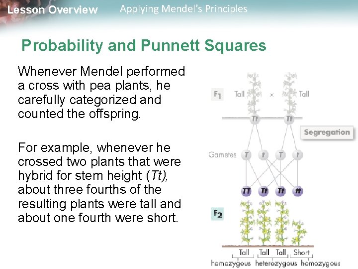 Lesson Overview Applying Mendel’s Principles Probability and Punnett Squares Whenever Mendel performed a cross