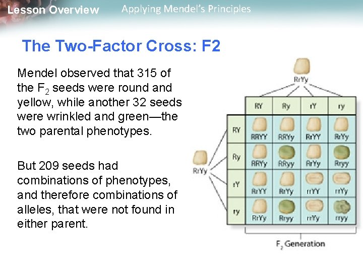 Lesson Overview Applying Mendel’s Principles The Two-Factor Cross: F 2 Mendel observed that 315