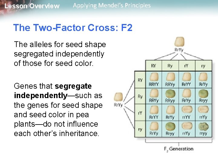 Lesson Overview Applying Mendel’s Principles The Two-Factor Cross: F 2 The alleles for seed