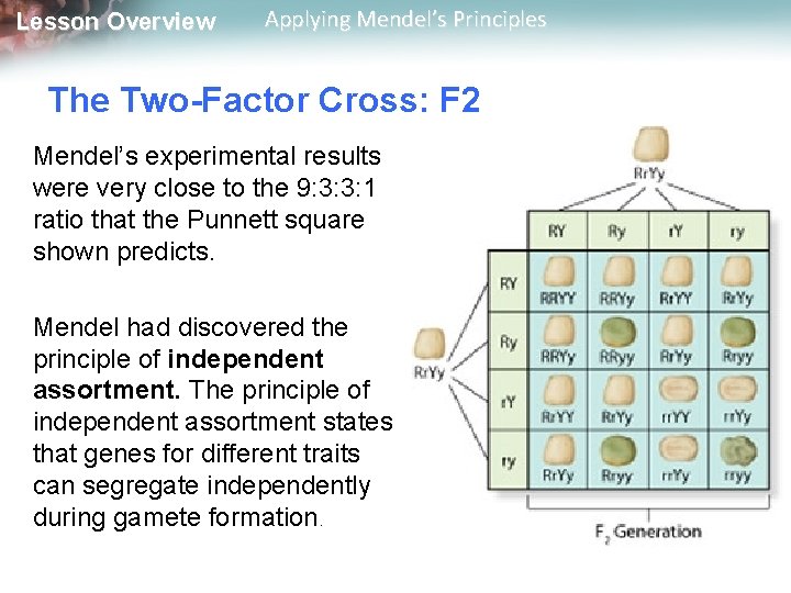 Lesson Overview Applying Mendel’s Principles The Two-Factor Cross: F 2 Mendel’s experimental results were