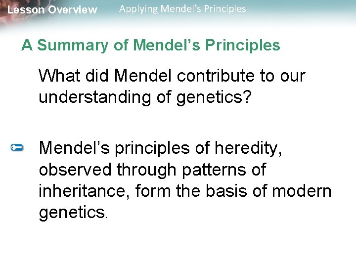 Lesson Overview Applying Mendel’s Principles A Summary of Mendel’s Principles What did Mendel contribute