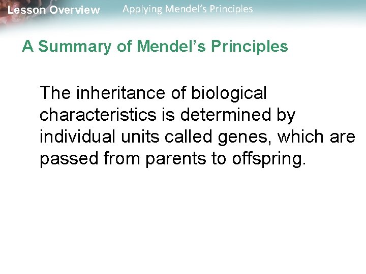 Lesson Overview Applying Mendel’s Principles A Summary of Mendel’s Principles The inheritance of biological